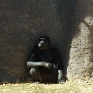 Meet your Posher, Laurie